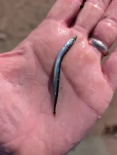 American Sand Lance thumbnail 4