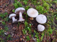 Calonarius olympianus thumbnail 1