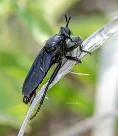 Ospriocerus aeacus thumbnail 4