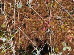 Sphagnum beothuk thumbnail 3