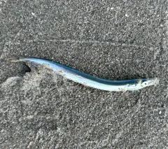 Pacific Sand Lance thumbnail 4
