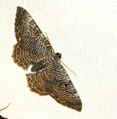 Cherry Scallop Shell Moth thumbnail 4