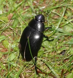 Hydrophilus ovatus thumbnail 4