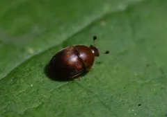 Cychramus adustus thumbnail 4