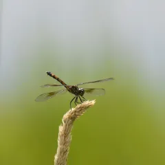 Seaside Dragonlet thumbnail 4