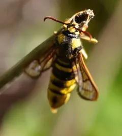 Hornet Moth thumbnail 1