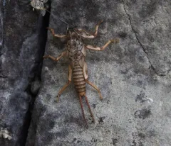 Western Stonefly thumbnail 3