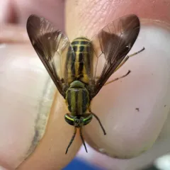 Wandering Deer Fly thumbnail 4