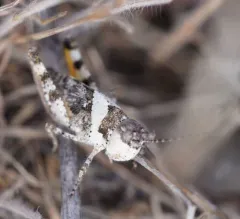 Say's Grasshopper thumbnail 1