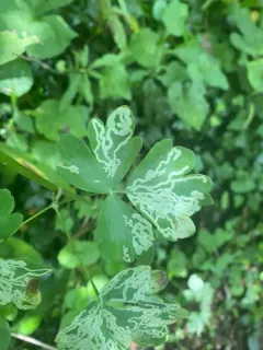 columbine leafminer thumbnail 4