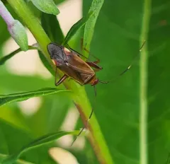 Rapid Plant Bug thumbnail 4