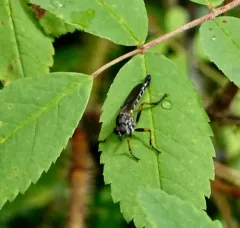 Nevadasilus auriannulatus thumbnail 4