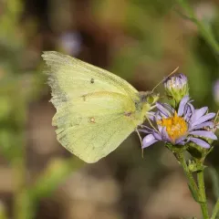 Western Sulphur thumbnail 3
