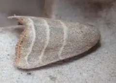 Straight-lined Mallow Moth thumbnail 4