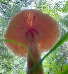 Lentinula reticeps thumbnail 3