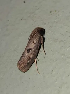 Walsingham's Grass Tubeworm Moth thumbnail 4