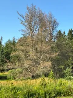 Eastern Larch Beetle thumbnail 2