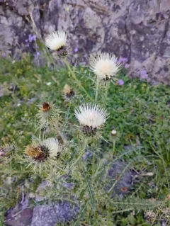 peregrine thistle thumbnail 4