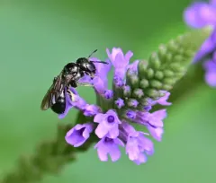 Ceratina mikmaqi thumbnail 4