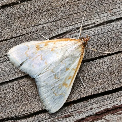 Hahncappsia coloradensis