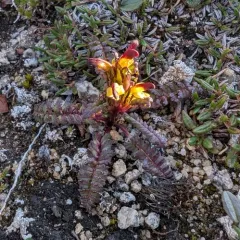 red-tipped lousewort thumbnail 4