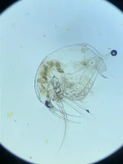 Eubosmina longispina thumbnail 2