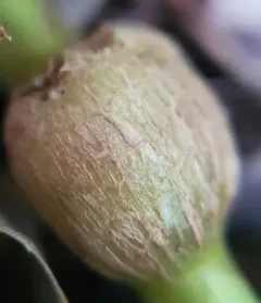Asteromyia tumifica thumbnail 4