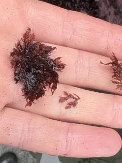 Plocamium violaceum thumbnail 1