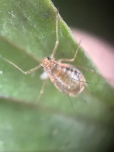 Macrosiphum badium