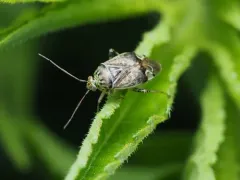 Lygus plagiatus thumbnail 1