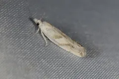 Eucosma infimbriana thumbnail 3