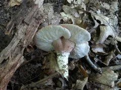 Pseudofistulina radicata thumbnail 2