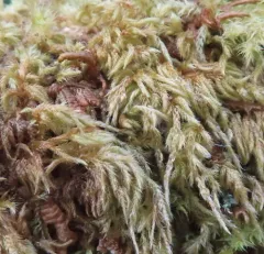 Mouse-tail Moss thumbnail 4