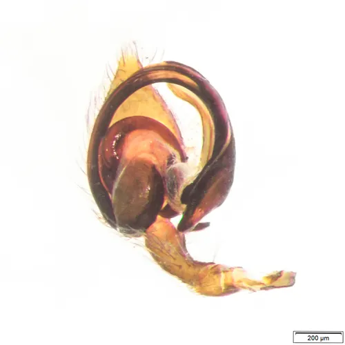 Emblyna maxima
