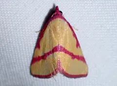 Ernestine's Moth thumbnail 3