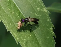 Eudioctria brevis thumbnail 4