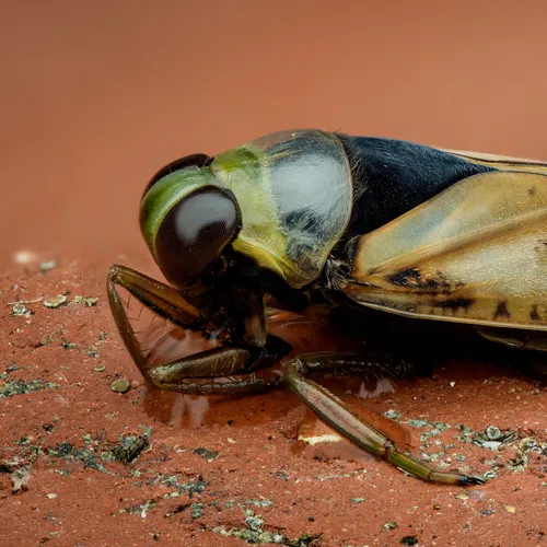 Kirby's Backswimmer