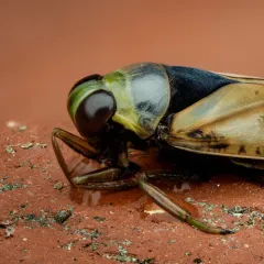 Kirby's Backswimmer thumbnail 1