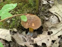 Cyanoboletus cyaneitinctus thumbnail 4