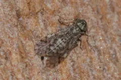 Aaroniella badonneli thumbnail 2