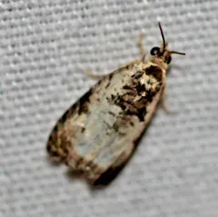 Malana Leafroller Moth thumbnail 3