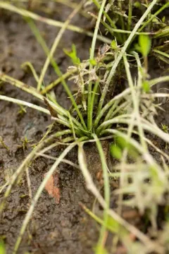 Engelmann's quillwort thumbnail 2
