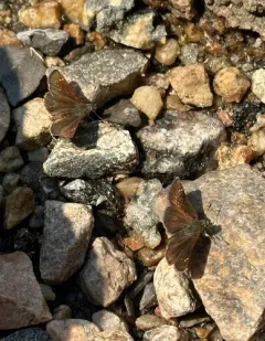 Russet Skipperling thumbnail 4