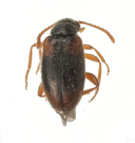 Syzeton fasciatus