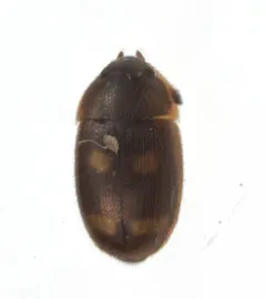 Four-spotted Hairy Fungus Beetle thumbnail 3