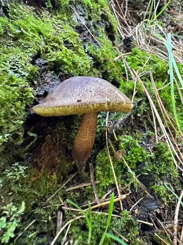 Boletellus pseudochrysenteroides