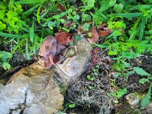Jelly Ear