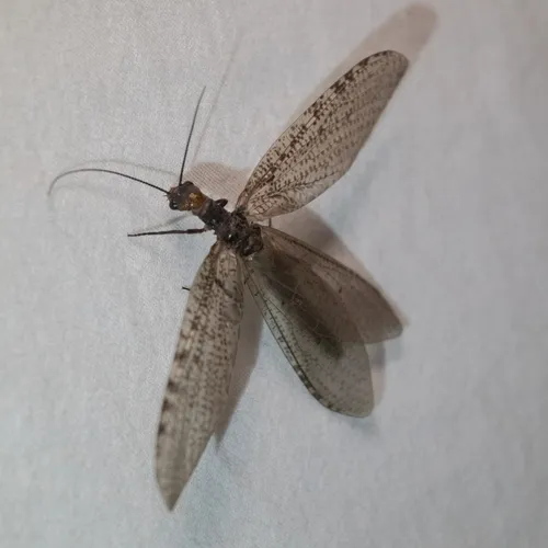 Neohermes concolor