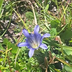 Alpine Gentian thumbnail 4