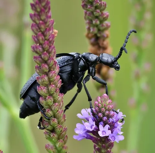 Lytta reticulata